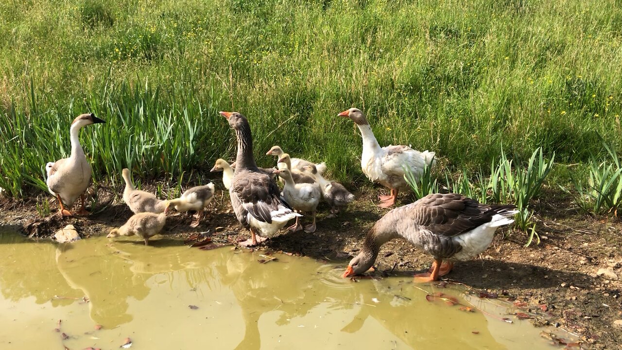 Baby Geese in the Pond