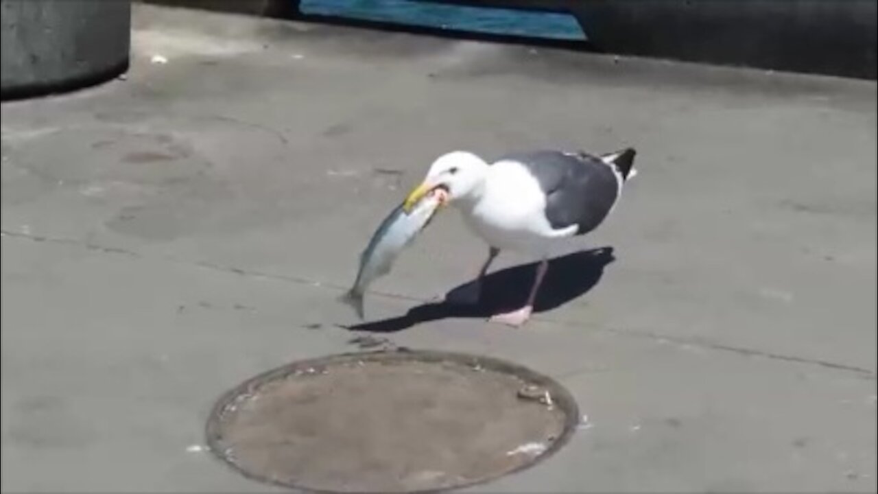 I'm not sure why the fisherman didn't want the fish he caught, but a seagull was happy to feed on it