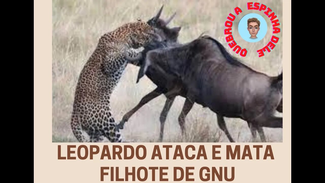 Leopardo quebra coluna de filhote de Gnu e depois devora o