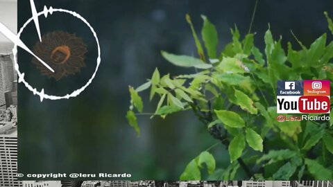 MEDITAÇÃO + VIDA #17[[ Você pode fazer yoga, porquê te completa ]]