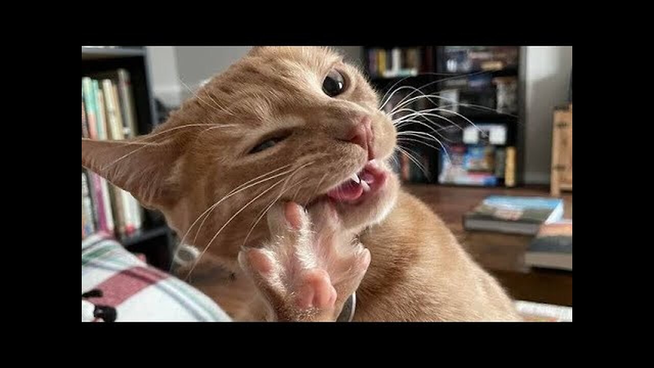 To cat lovers, funny animals🤭