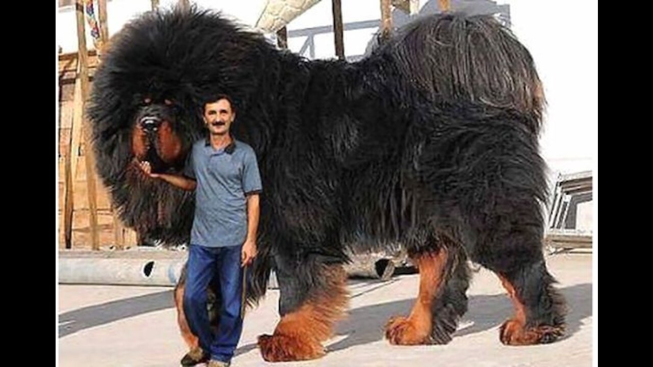 15 most expensive dogs in the world