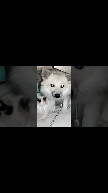 Cute Funny Pet Animals🐶Random Viral Clips #shorts Video🤣|| #trending #animals #funny #reels