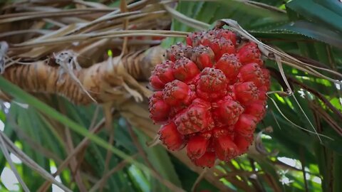 Have you ever try screw pine fruit before