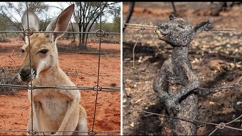 Electrical Shocks Will Not Be Merciful To Any Animal
