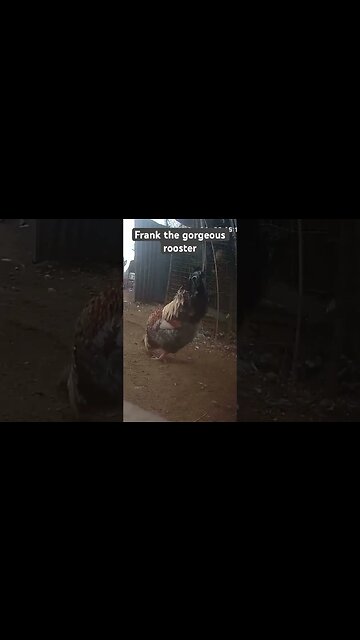 Farm surveillance. Frank the rooster