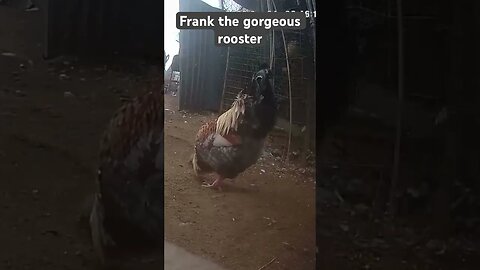 Farm surveillance. Frank the rooster
