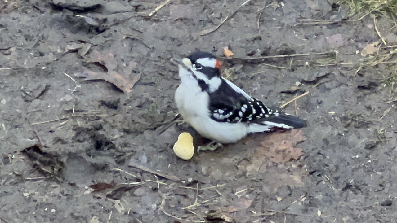 Downy Woodpecker dropped the peanut