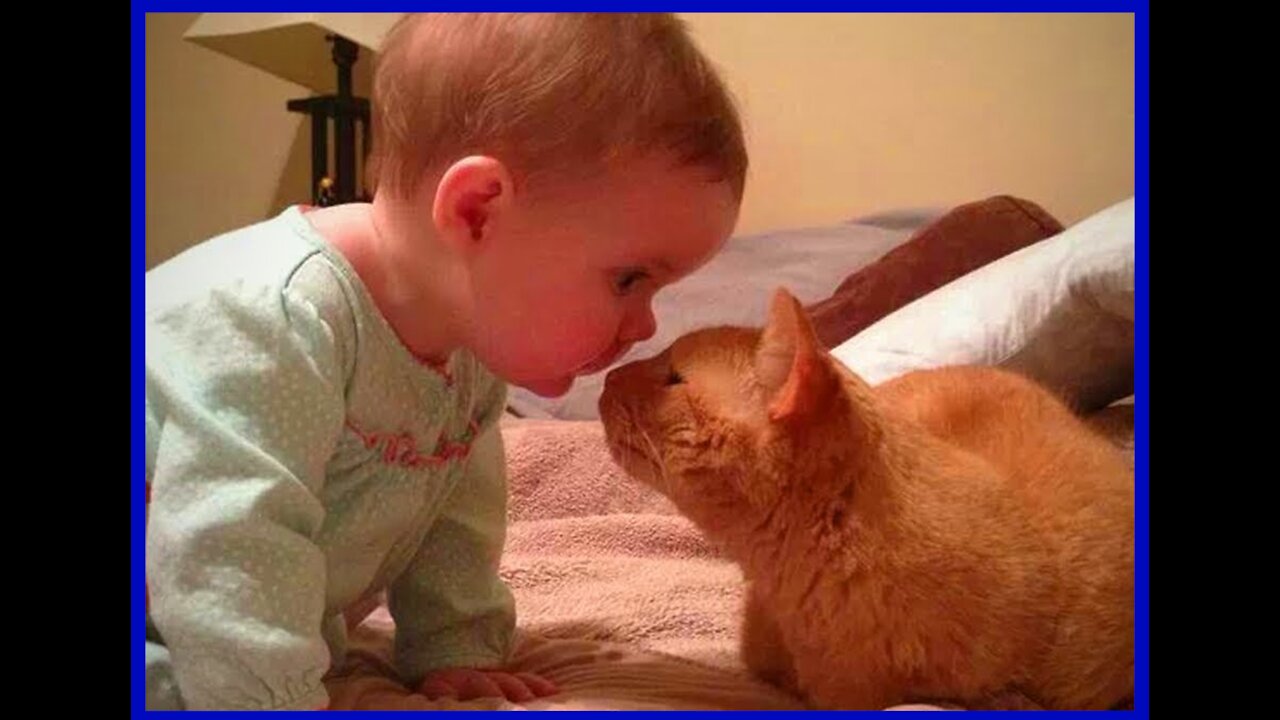 Baby's and Cat Fun and Fails
