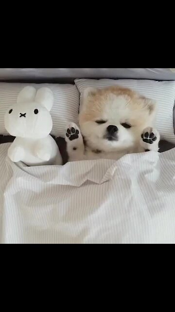 Pomeranian's Bedtime Routine Will Simply Melt Your Heart!