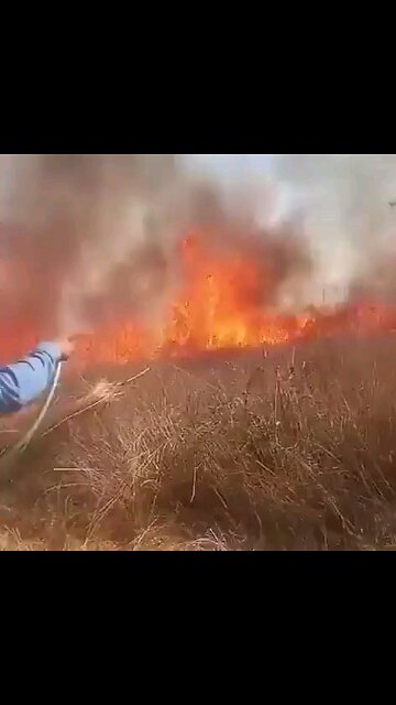 Israeli settlers have stormed agricultural lands near Ramallah & set fire to olive trees ⏬descript