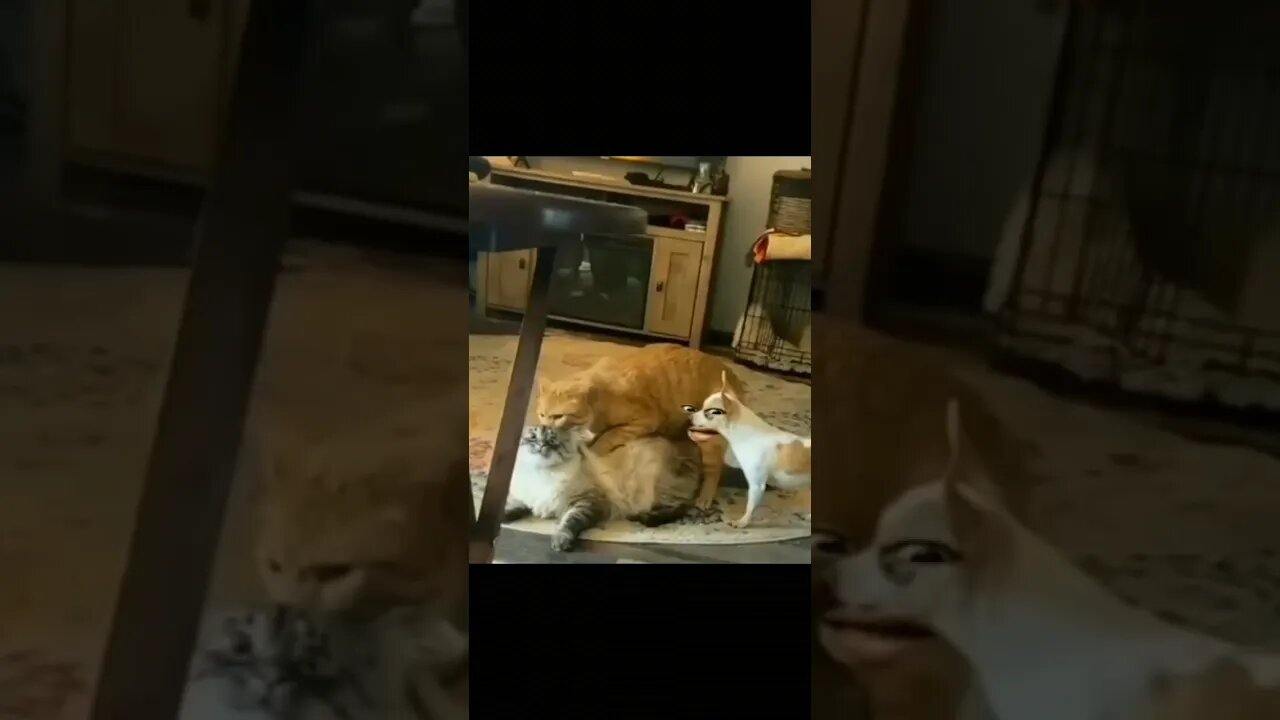 não mi atrapalhe
