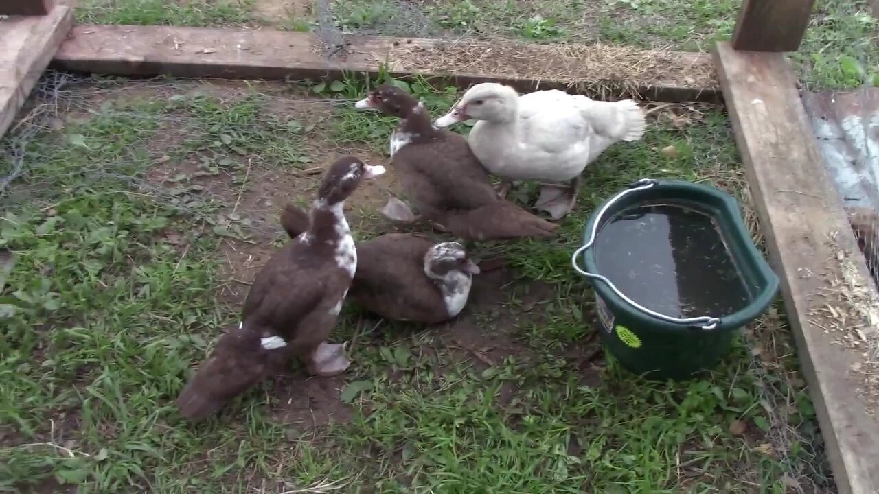 WE Got Muscovy Ducks!!!