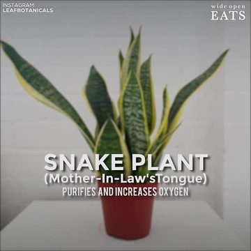 The Best Natural Sleep Aids