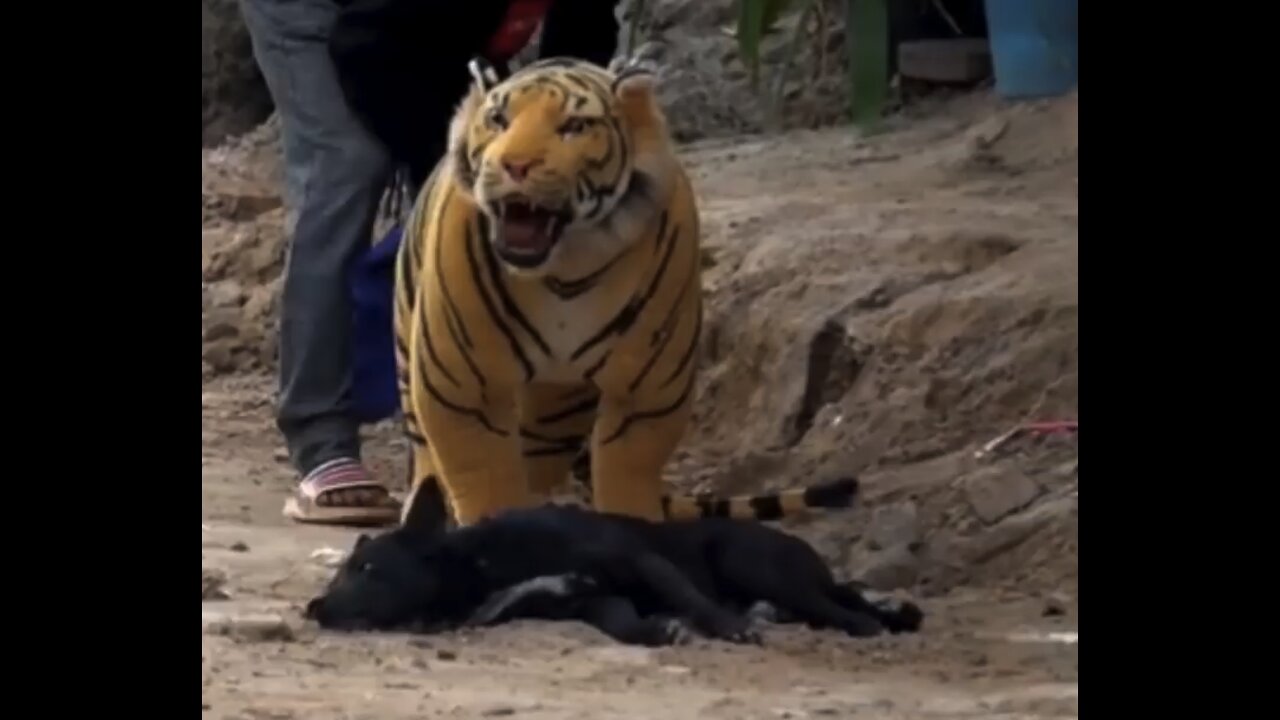 Pranks on Dogs using fake Lion & Tiger