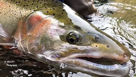 Mike Z's Guide Service | Winter Steelhead Fishing On Washington's Olympic Peninsula