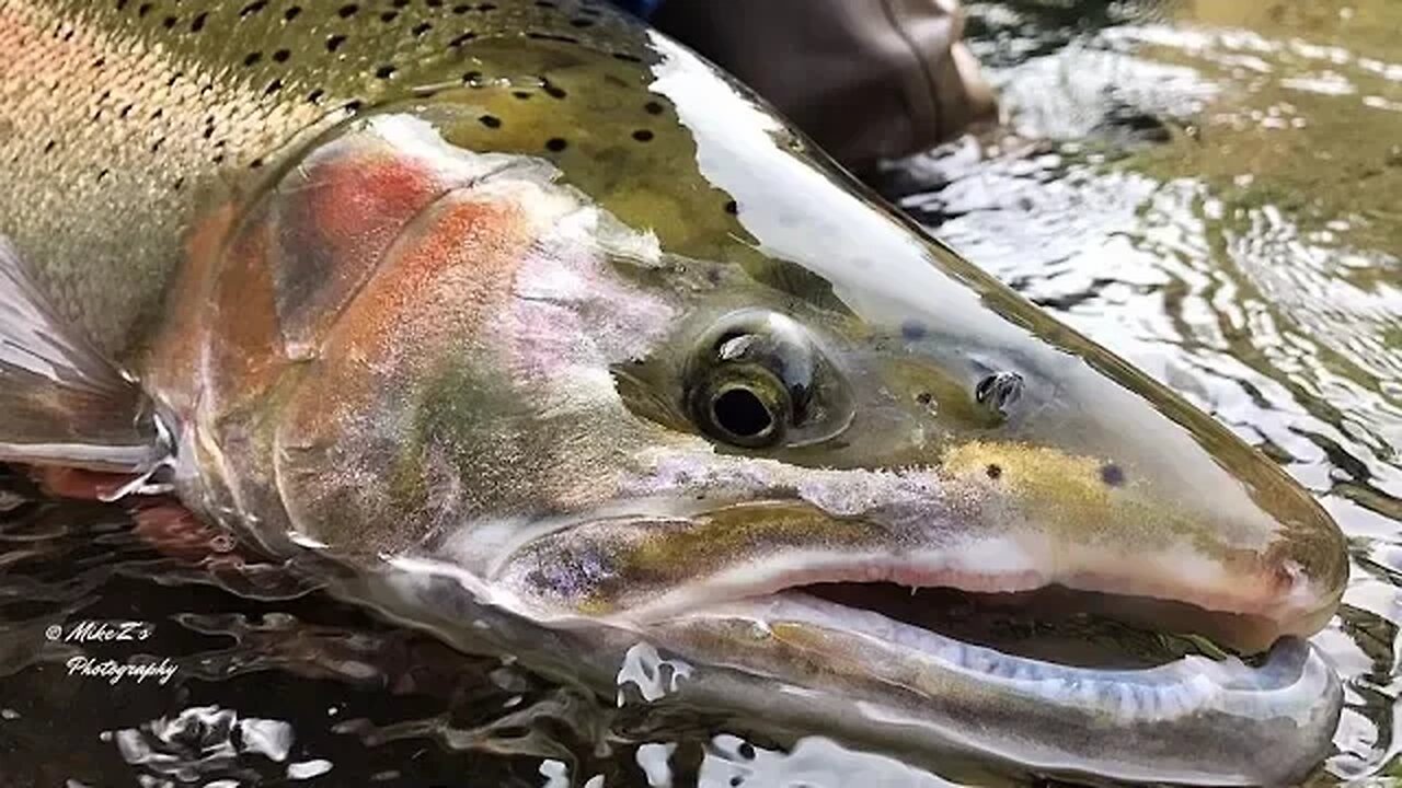 Mike Z's Guide Service | Winter Steelhead Fishing On Washington's Olympic Peninsula