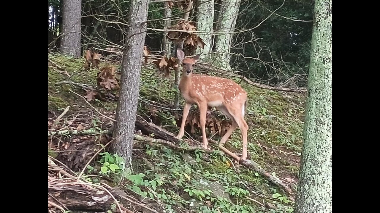 Morning dog walk