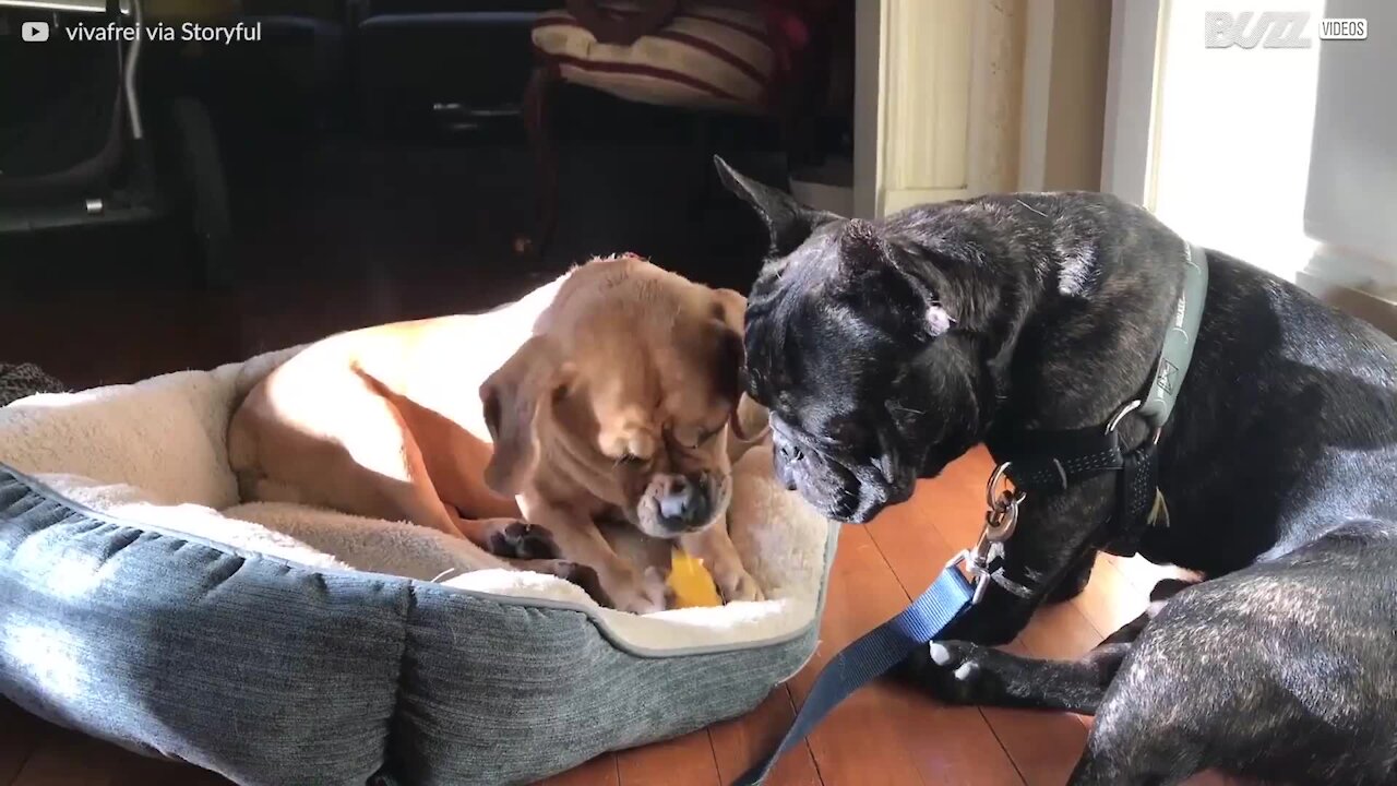 Un chien handicapé marche pour la première fois avec des roues