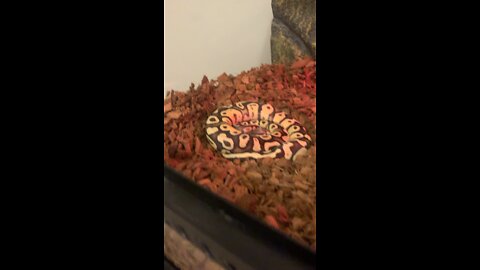 Snake loves his new inclosure