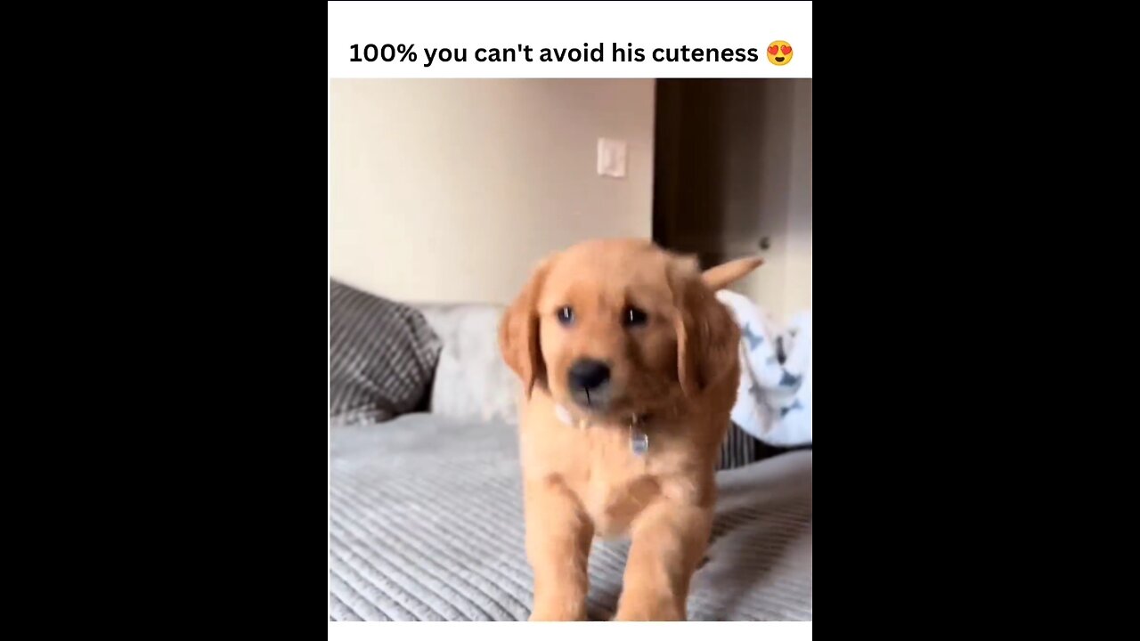 you can't avoid this cuteness 🥺💖