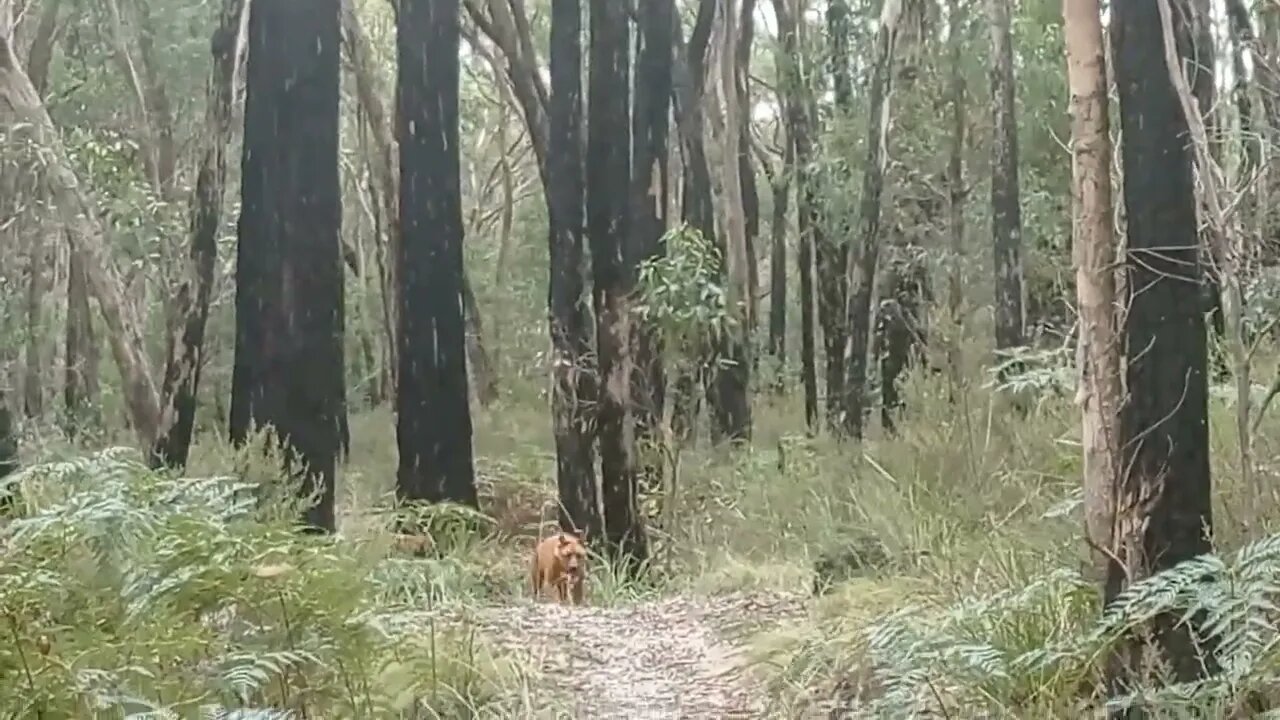 Two Rhodesian Ridgebacks Instant Recalls In The Aussie Bush