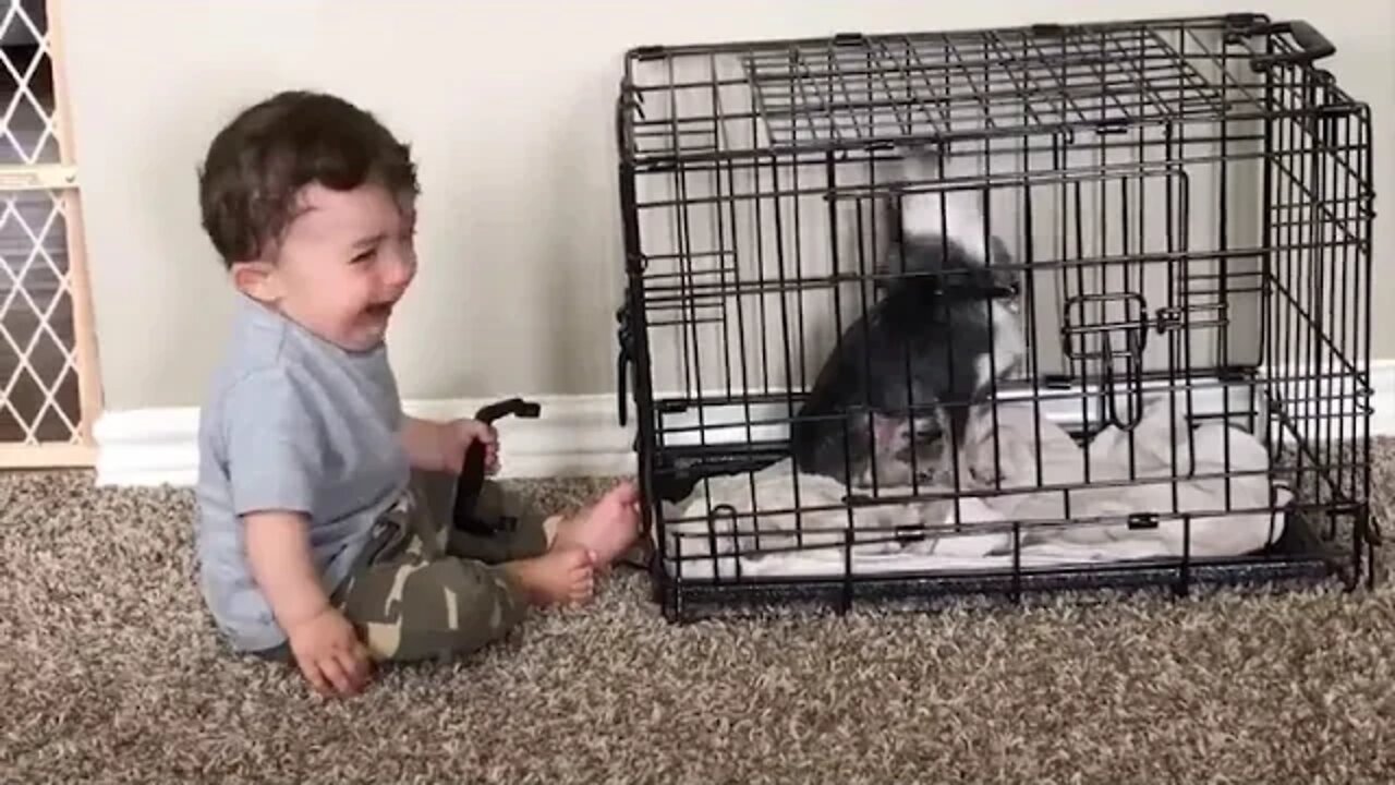 Cute = Babies = Playing = With = Dogs = Compilation = = Funny = Baby And Pets