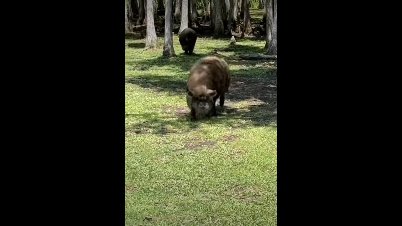 look at me I'm just a pig