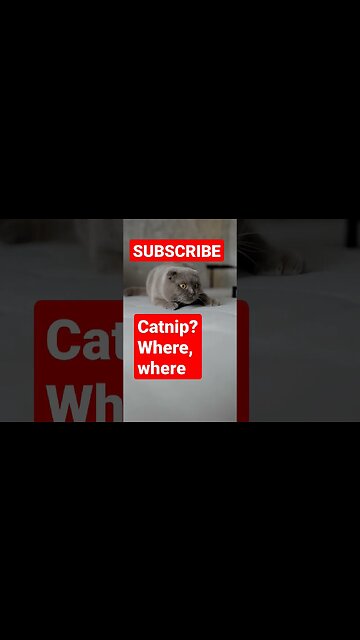 Catnip #shorts