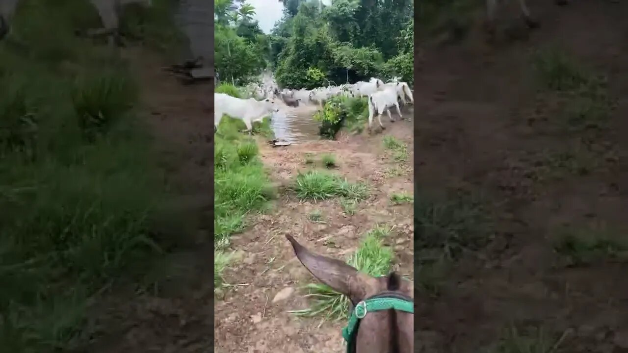 Eu Não sei vocês, mas Minha Vida é essa Aqui ó #shorts