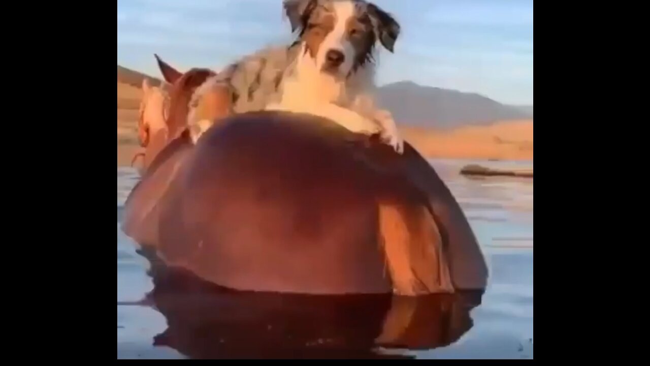 Dog 🐕 chilling at the back of a horse 🐎