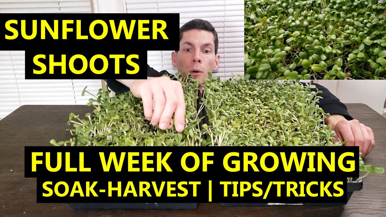 SUNFLOWER SHOOTS: How to Grow For Yourself or A BUSINESS | Full Week of Growing & Experiments