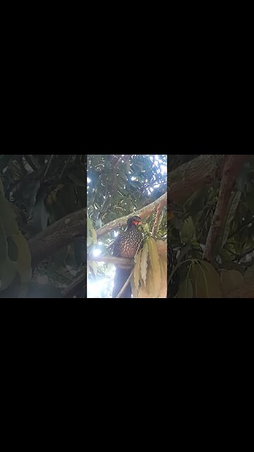 JACU EM BUSCA DE COMIDA DEITADO NA ARVORES JACUAÇU