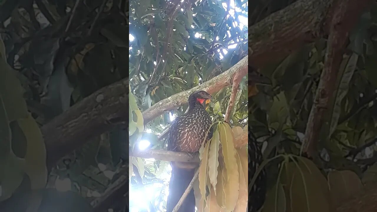 JACU EM BUSCA DE COMIDA DEITADO NA ARVORES JACUAÇU