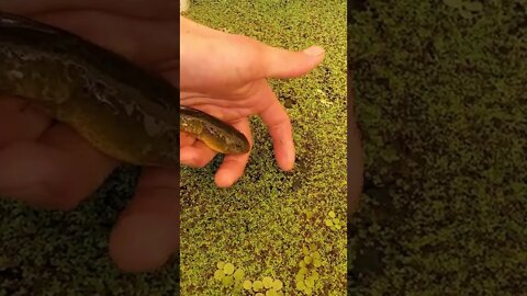 Giant bullfrog tadpole (super cute tadpole) #shorts