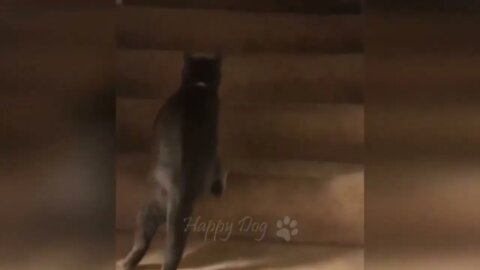 Funny % animal % videos % % Funny % cats % % dogs % % Funny % animals 247
