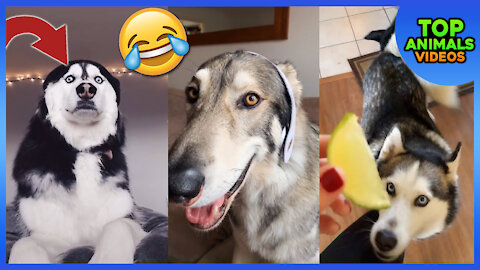 🔴 PETS CUTE FUNNY DOGS 😂🐶 | TIKTOK COMPILATION #1