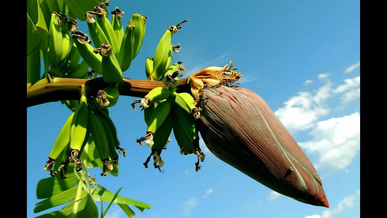 How To Propagate Bananas Plants The Right Way! Stop Buying Banana Seeds!