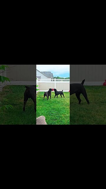 2 Male Intact Cane Corsos ALPHA vs Adolescent #shorts