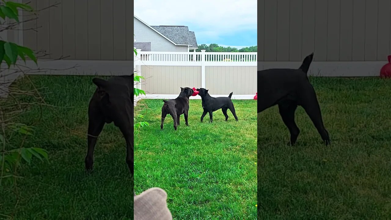 2 Male Intact Cane Corsos ALPHA vs Adolescent #shorts