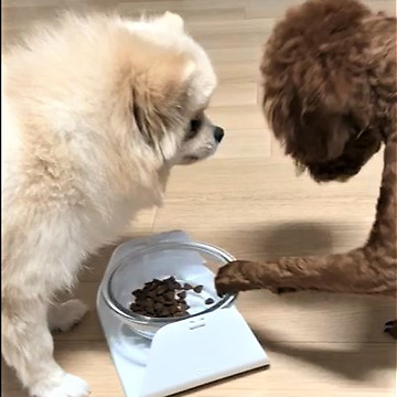 Dogs Politely Take Turns Eating From Same Bowl
