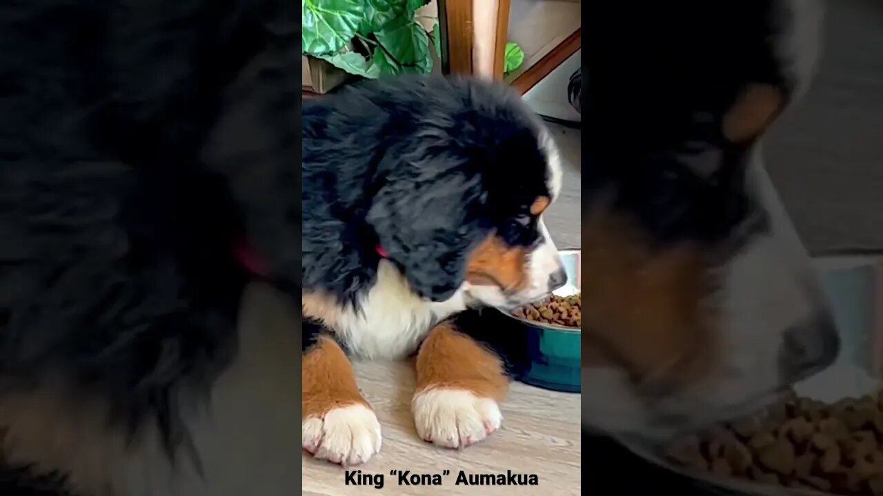 Bernese Puppy Kona - Loves to lay down while eating ❤️🐾