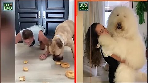 Dogs and Owners Funny Compilation | LIFE OF DAD CLIPS