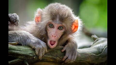 Funny monkey