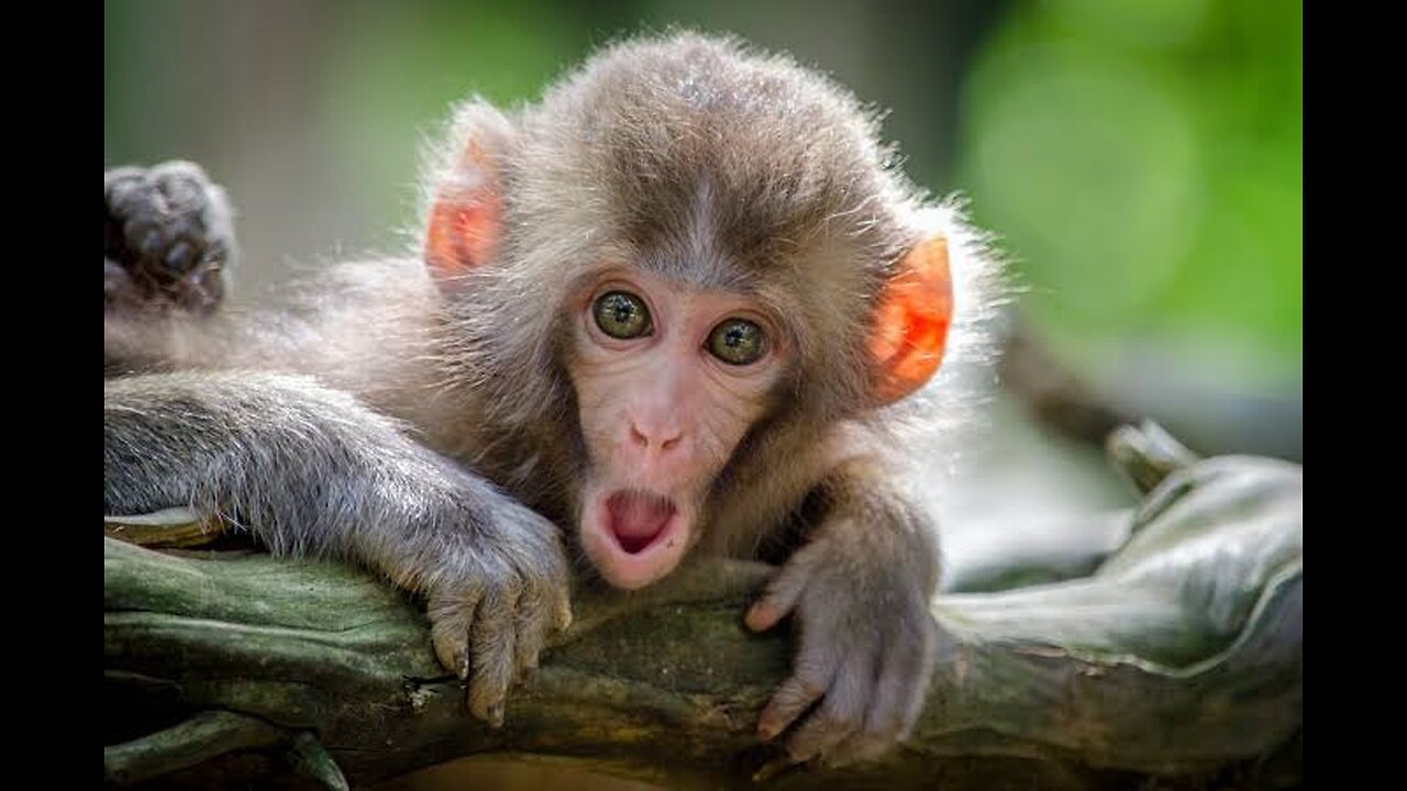 Funny monkey