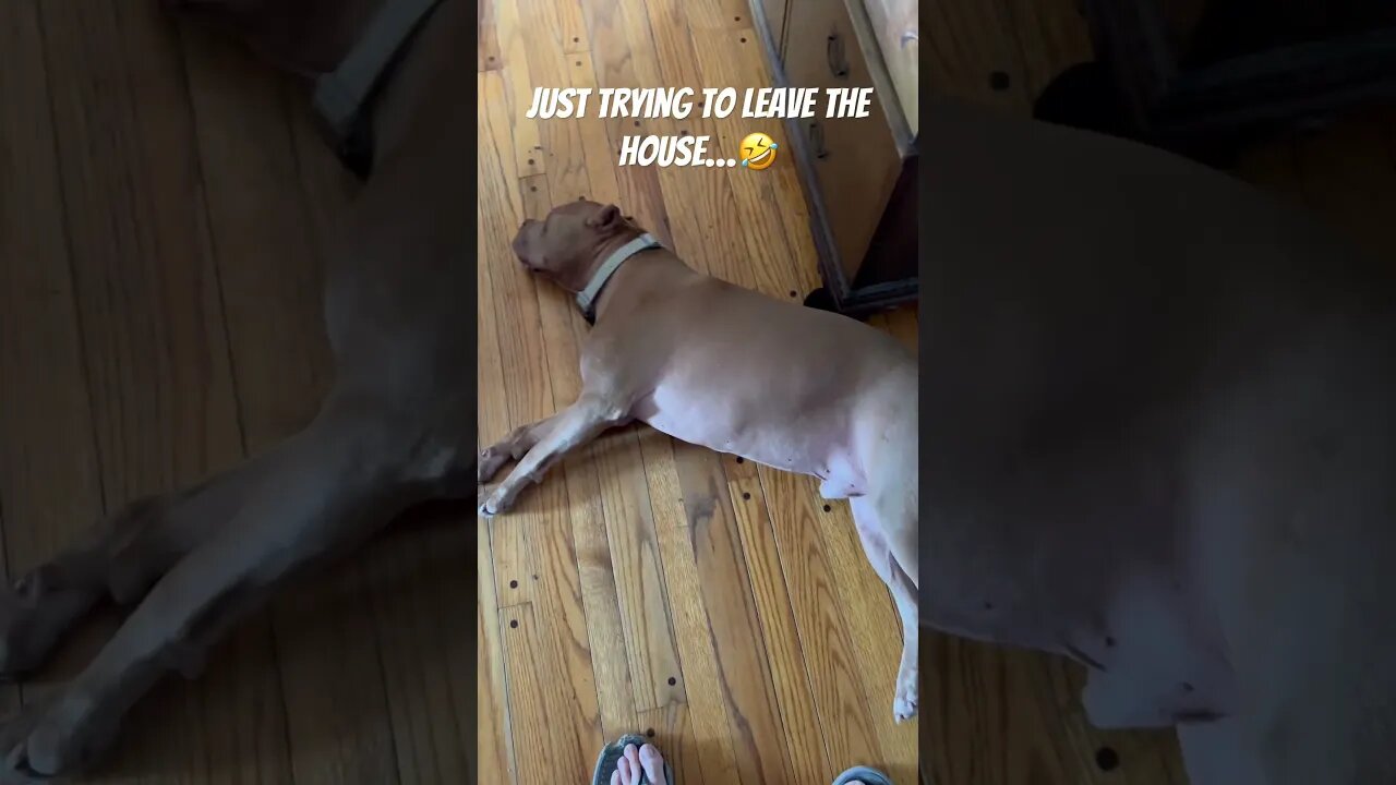 House hippo! #shorts #pitbull #cute #pitbulldog #dog #funny #funnyvideo