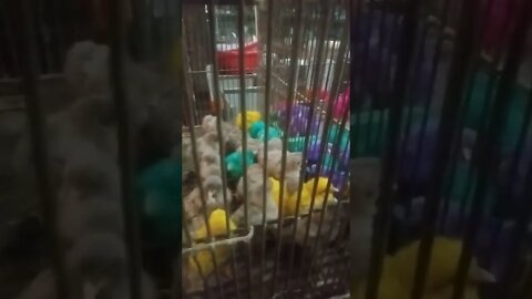 baby chicken #shorts #voiceofkanij #shortsvideo