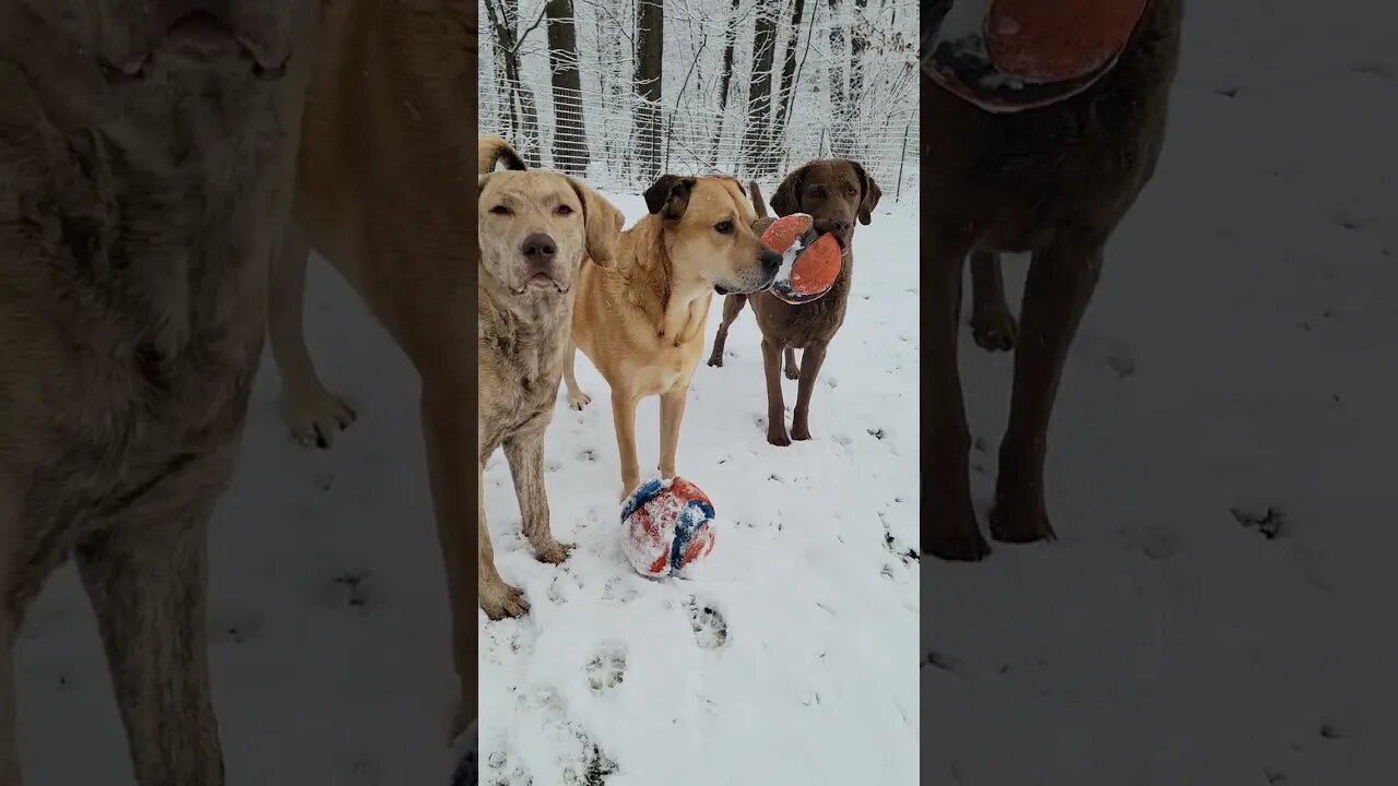 Winter wonderland for us! #welovesnow #snowdogs #playininthesnow