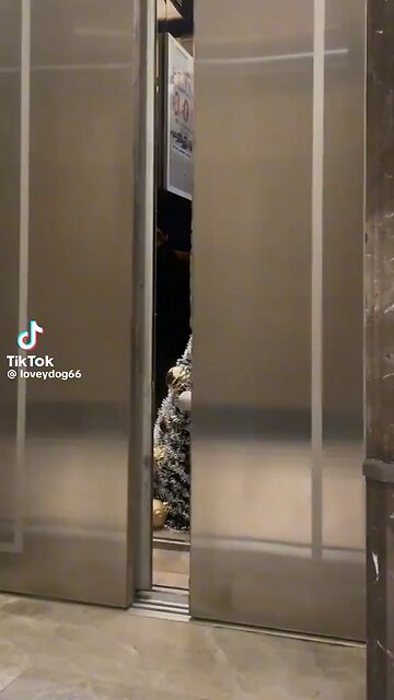 😍LOVE THIS! 🎄Christmas 🎅 doggie 🐶 costume 🤶 cuteness 🥰 💯 ♥️