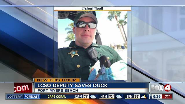 Lee County deputy rescues injured duck on Fort Myers Beach